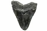 Fossil Megalodon Tooth - South Carolina #288193-1